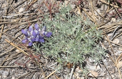 Lupinus breweri grandiflorus