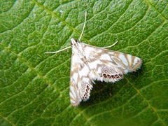 Neocataclysta magnificalis