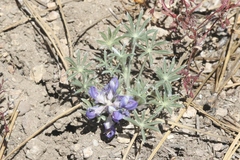Lupinus breweri grandiflorus