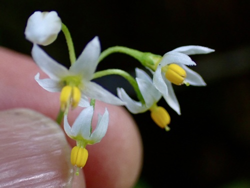 Solanum americanum observed 2024-12-13