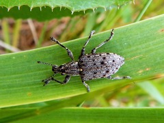 Ithycerus noveboracensis