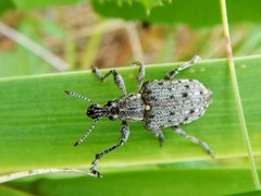 Ithycerus noveboracensis