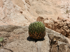 Agave victoriae-reginae