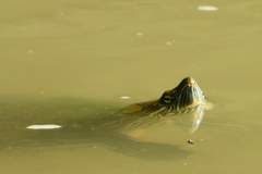 Trachemys hartwegi