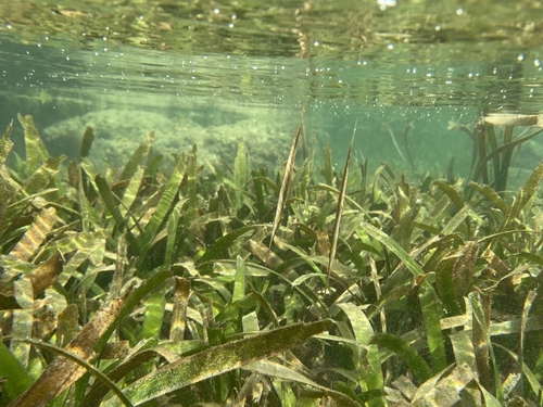 Jointed Razorfish — seen at this dive site
