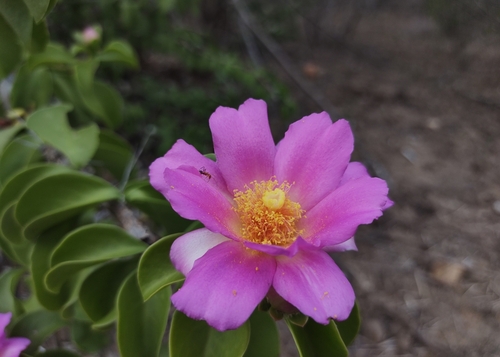 Rose Cactus