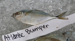 Chloroscombrus chrysurus