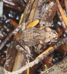 Anaxyrus boreas boreas