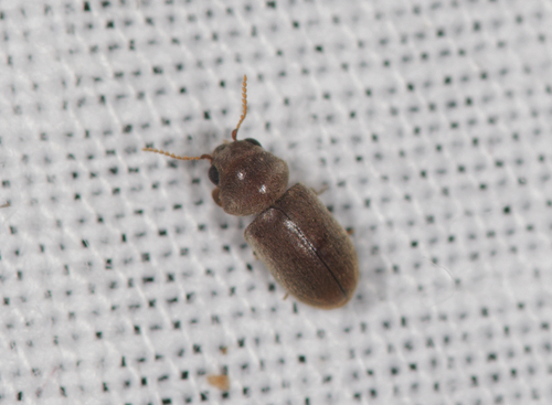 Representative image of Lasioderma baudii