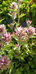 Castilleja parviflora