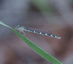 Enallagma praevarum