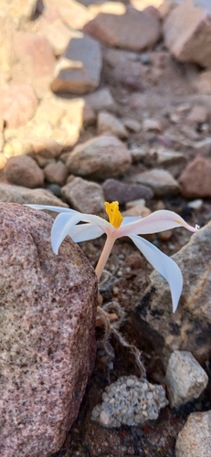 Image of Gethyllis villosa by (c) Tony Rebelo, some rights reserved (CC BY-SA)