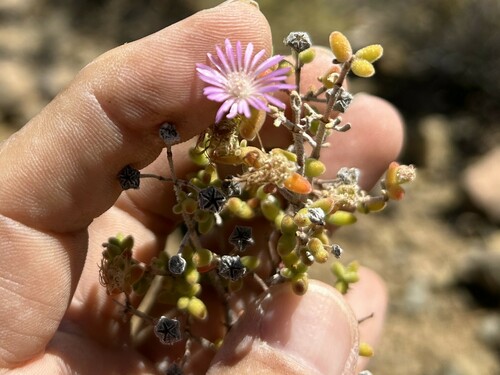 Drosanthemum comptonii