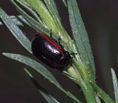 Chrysolina flavomarginata
