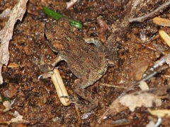 Anaxyrus boreas boreas