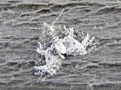 Ecliptopera silaceata