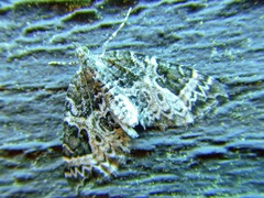 Ecliptopera silaceata