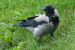 Corvus cornix