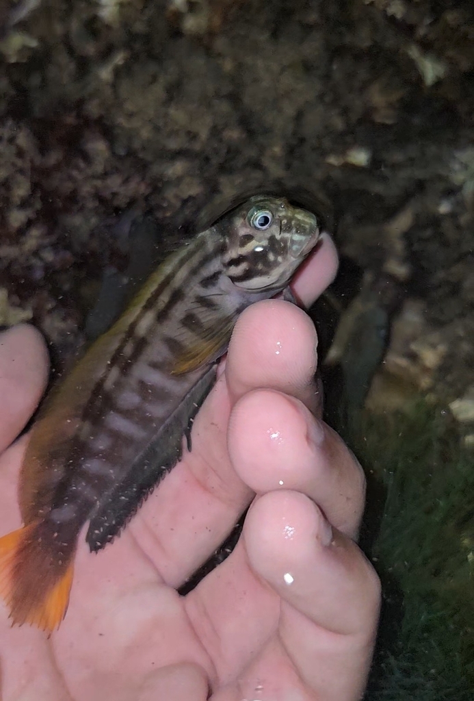 Redlip Blenny