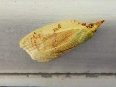 Cenopis pettitana