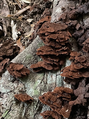 Hymenochaete cyclolamellata