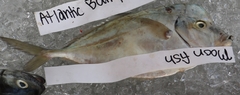 Selene setapinnis