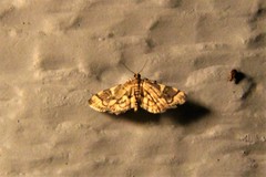Anageshna