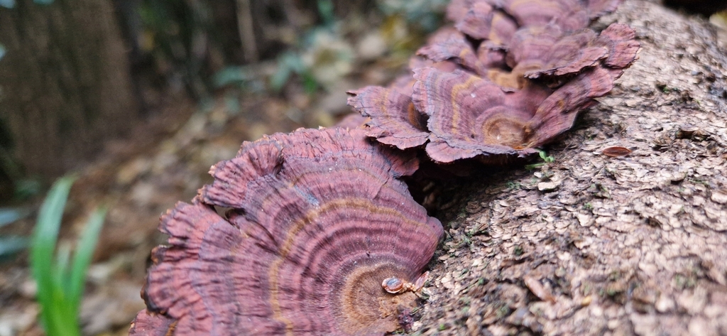 Daedaleopsis confragosa tricolor · December 2024 · photo: © gustaf1 (iNaturalist, cc0)