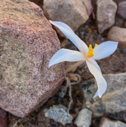 Gethyllis villosa