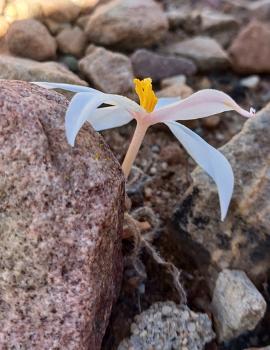 Gethyllis villosa