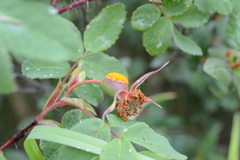 Phragmidium mucronatum