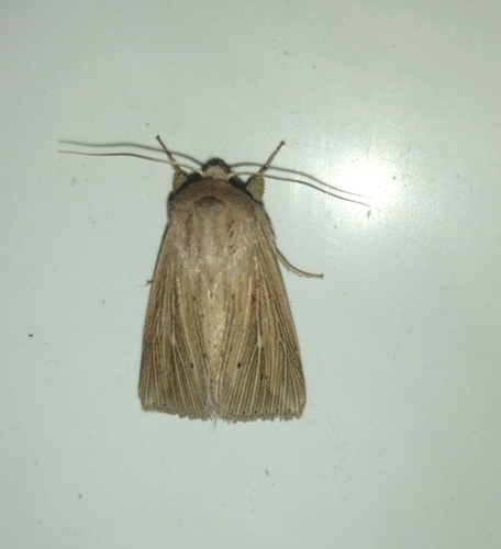 mora podobná (Mythimna congrua)