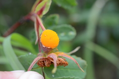Phragmidium mucronatum