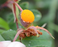 Phragmidium mucronatum