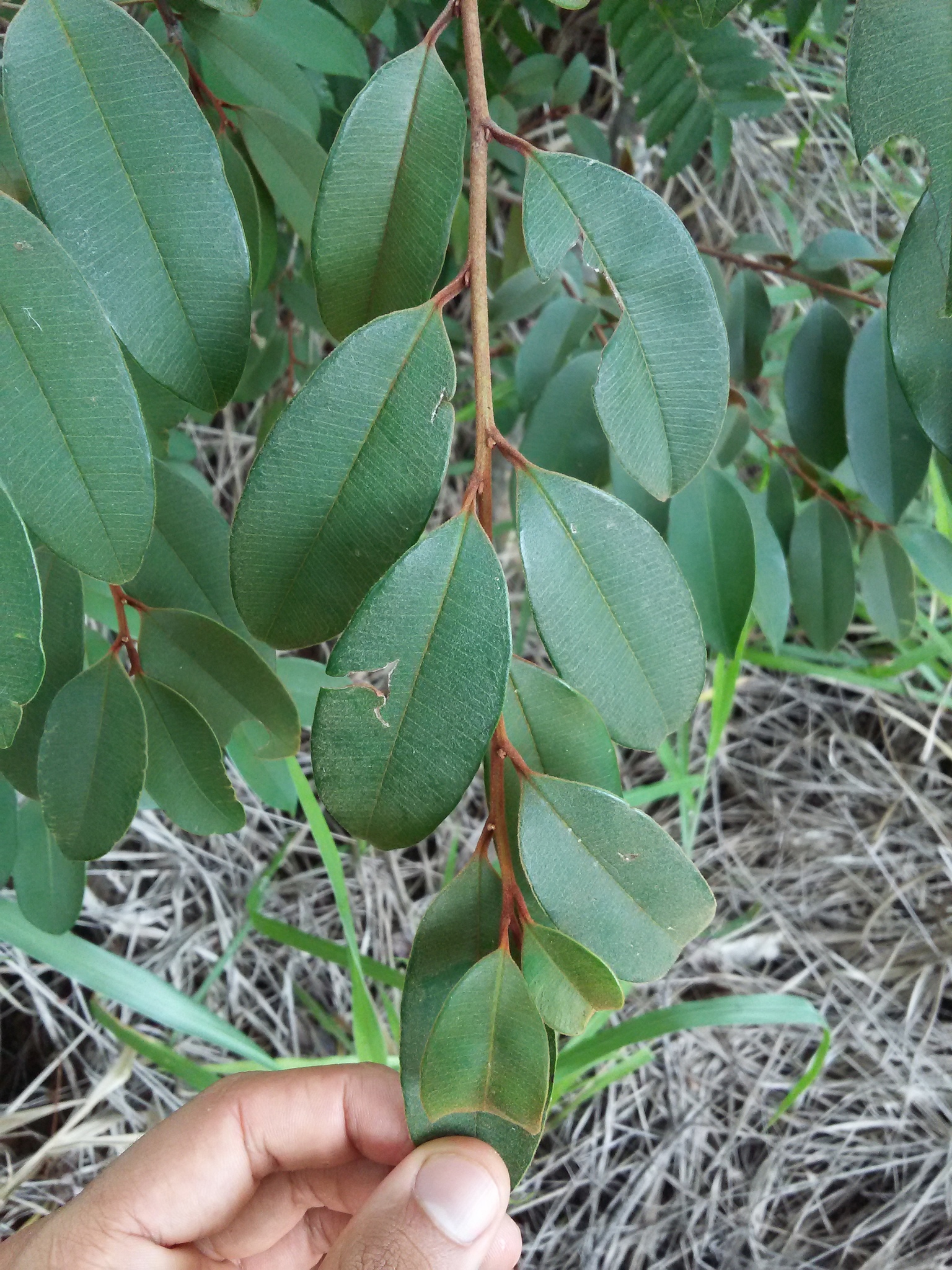 Chrysophyllum marginatum
