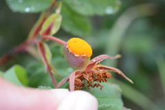 Phragmidium mucronatum