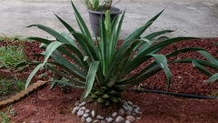 Agave weberi