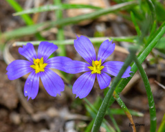 Sisyrinchium scabrum