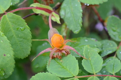 Phragmidium mucronatum
