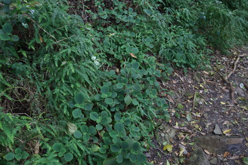 Mauve Spurflower (Plectranthus malvinus)