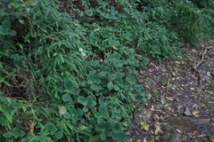 Plectranthus malvinus, photograph (c) Tony Rebelo, some rights reserved (CC BY-SA)