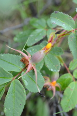 Phragmidium mucronatum