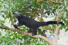 Binturong photo 1