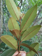 Chrysophyllum marginatum
