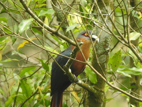 Malcoha Pechicastaño (Phaenicophaeus curvirostris)