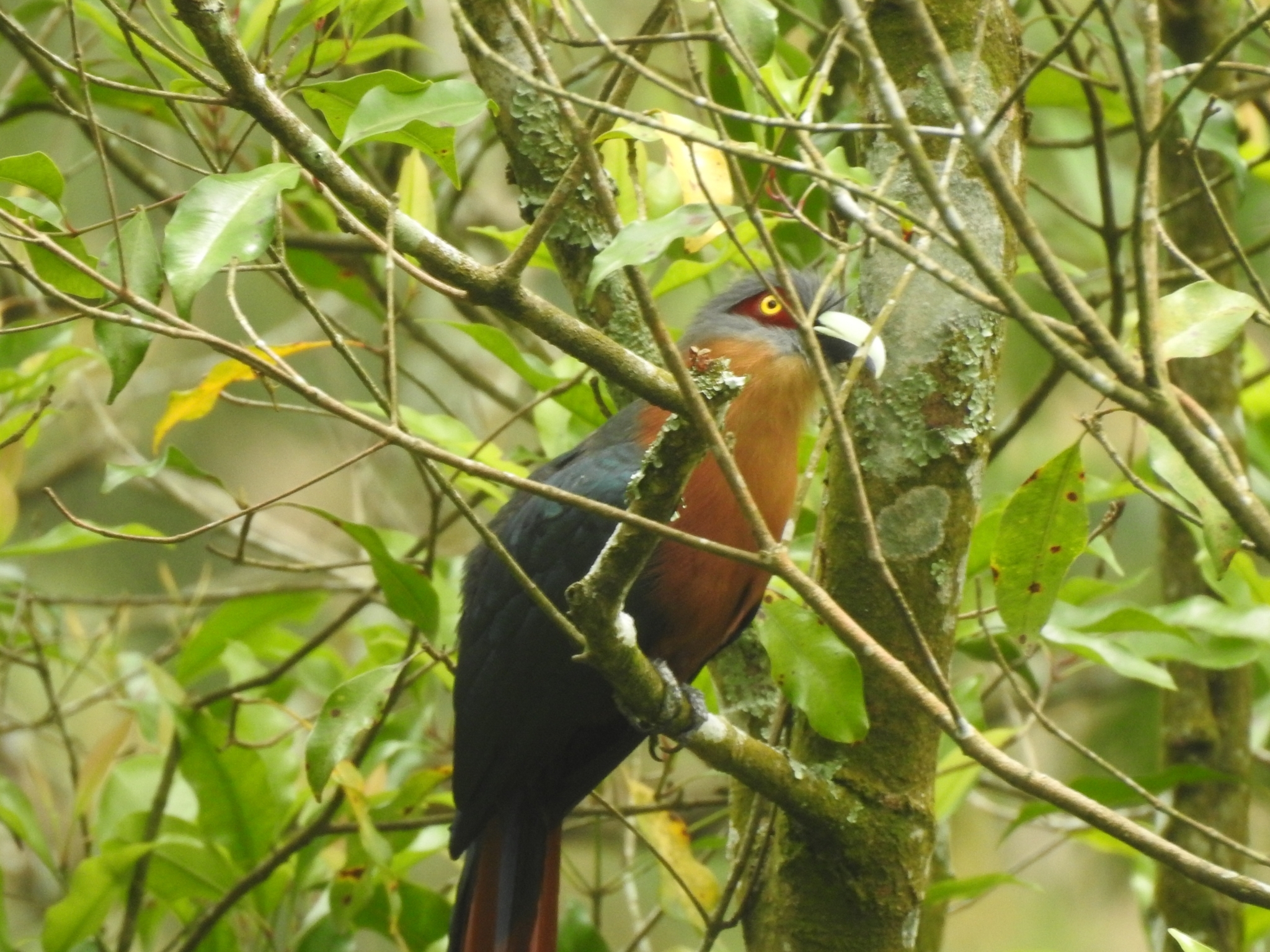 Chestnut-breasted Malkoha (Phaenicophaeus curvirostris)