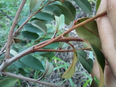 Chrysophyllum marginatum