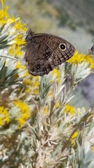 Cercyonis sthenele paulus