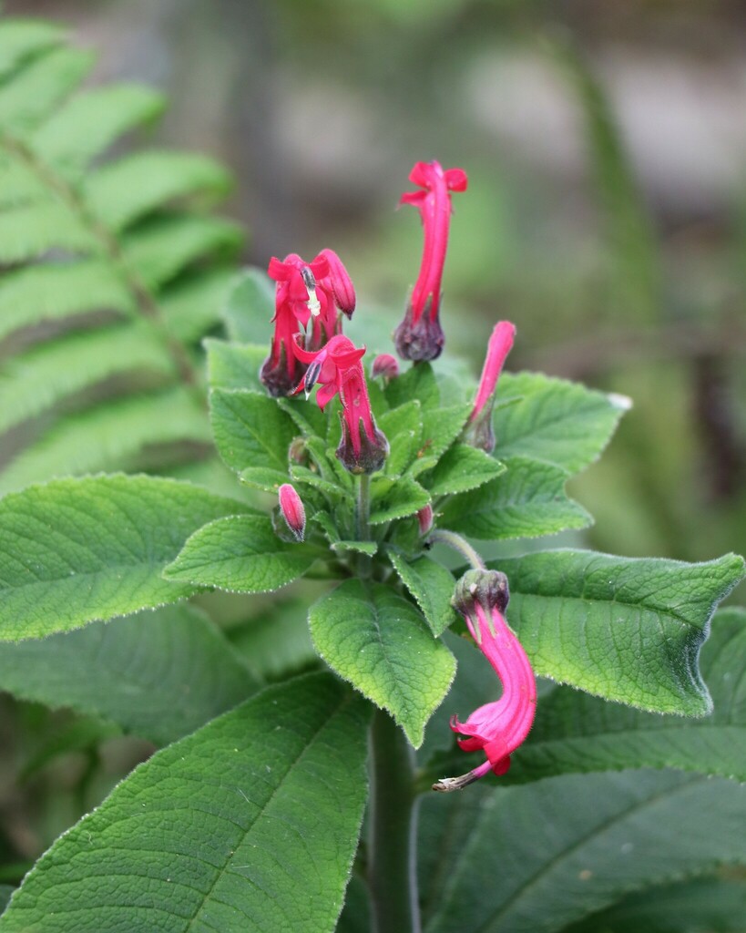 Centropogon umbrosus