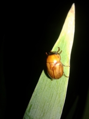 Cyclocephala borealis